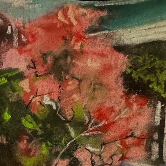 Bougainvillea